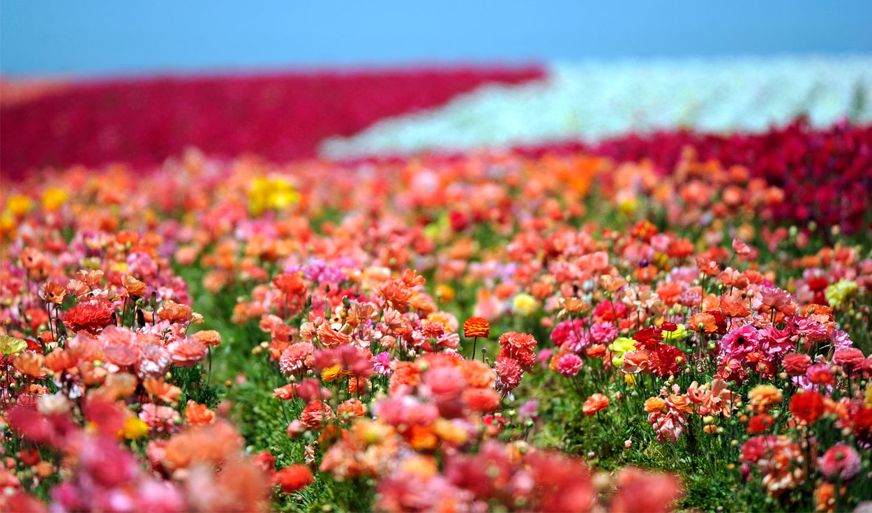Soñar con flores de colores: ¿qué significa? | Respuestas | La República