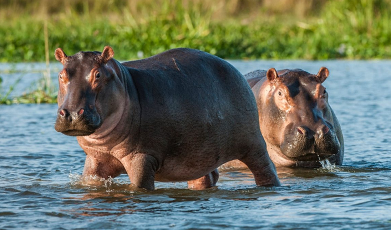 qué significa soñar con hipopótamos? | Respuestas | La República