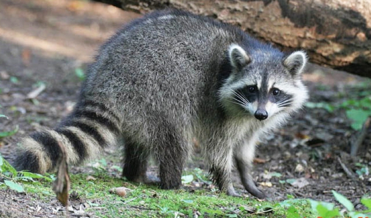 Qué significa soñar con mapaches? | Respuestas | La República