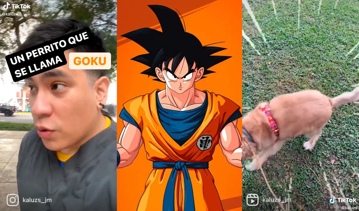 TikTok viral: joven cuida a perrito llamado Goku y lanza la frase más épica del narrador de Dragon Ball Z | peru | video | redes sociales | Tendencias | La República TikTok viral: joven cuida a perrito llamado Goku y lanza la frase más épica del narrador de Dragon Ball Z | peru | video | redes sociales | Tendencias | La República