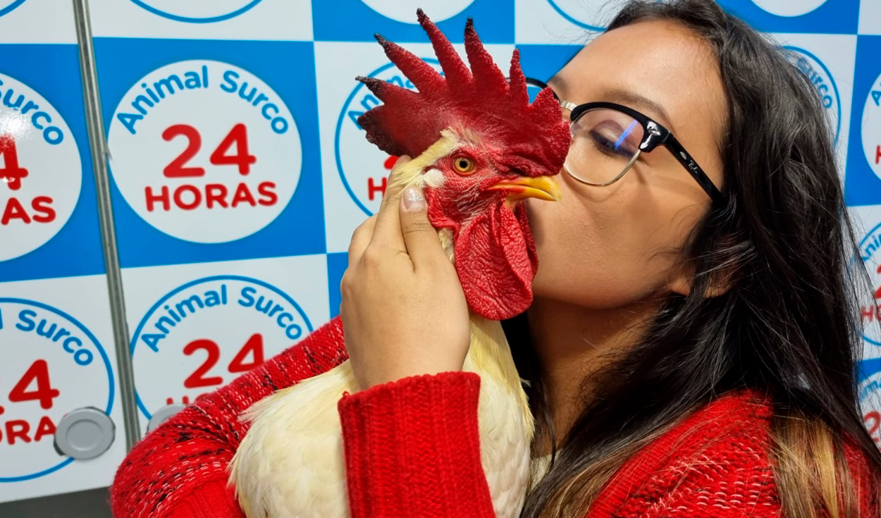 Joven ha recibido diversas muestras de apoyo para su gallo, que fue  rescatado hace un año. Foto: María Pía Ponce/URPI-LR