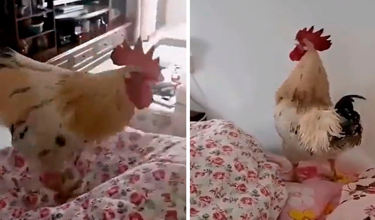 Facebook viral: gallo se cansa de cantar y entra al cuarto de su dueña para  despertarla, pero ella lo ignora | Video | | Video viral | La República