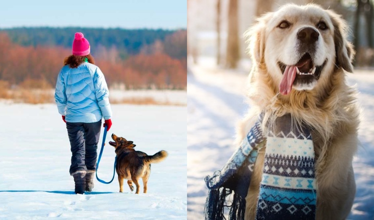 No todas las razas de perros tienen las mismas condiciones para tolerar el frío. Foto: composición/Demascotas/Pinterest