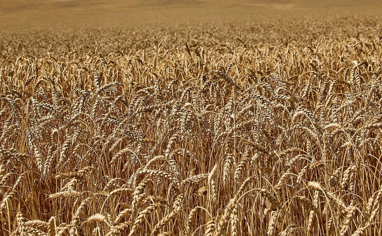 FAO maintains global cereal production forecasts for the 2023-2024 season