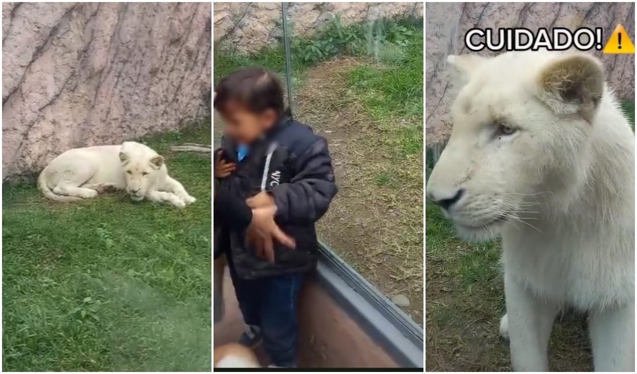 TikTok viral: león blanco nota que niño traspasa barrera de seguridad y se  dirige ferozmente hacia él | Parque de las Leyendas | Video | Video viral |  La República