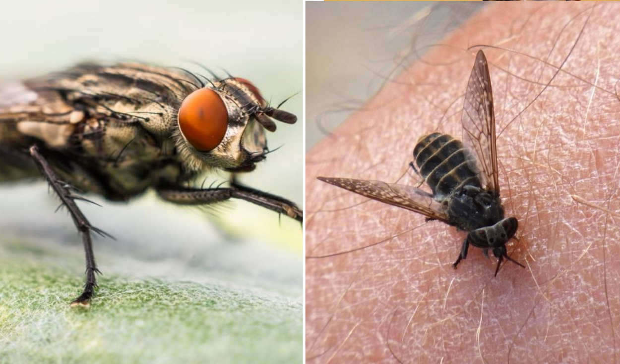 ¿Qué hacen las moscas cuando se posan en la piel?