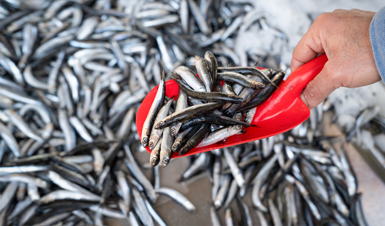 Second anchovy fishing season is at 80% of the assigned quota