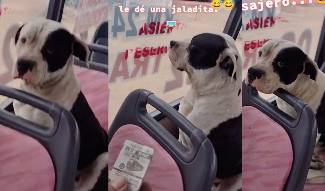 TikTok viral: perrito sube a bus de transporte público y cobrador le exige  pagar pasaje: “No se haga el dormido” | Video | Video viral | La República