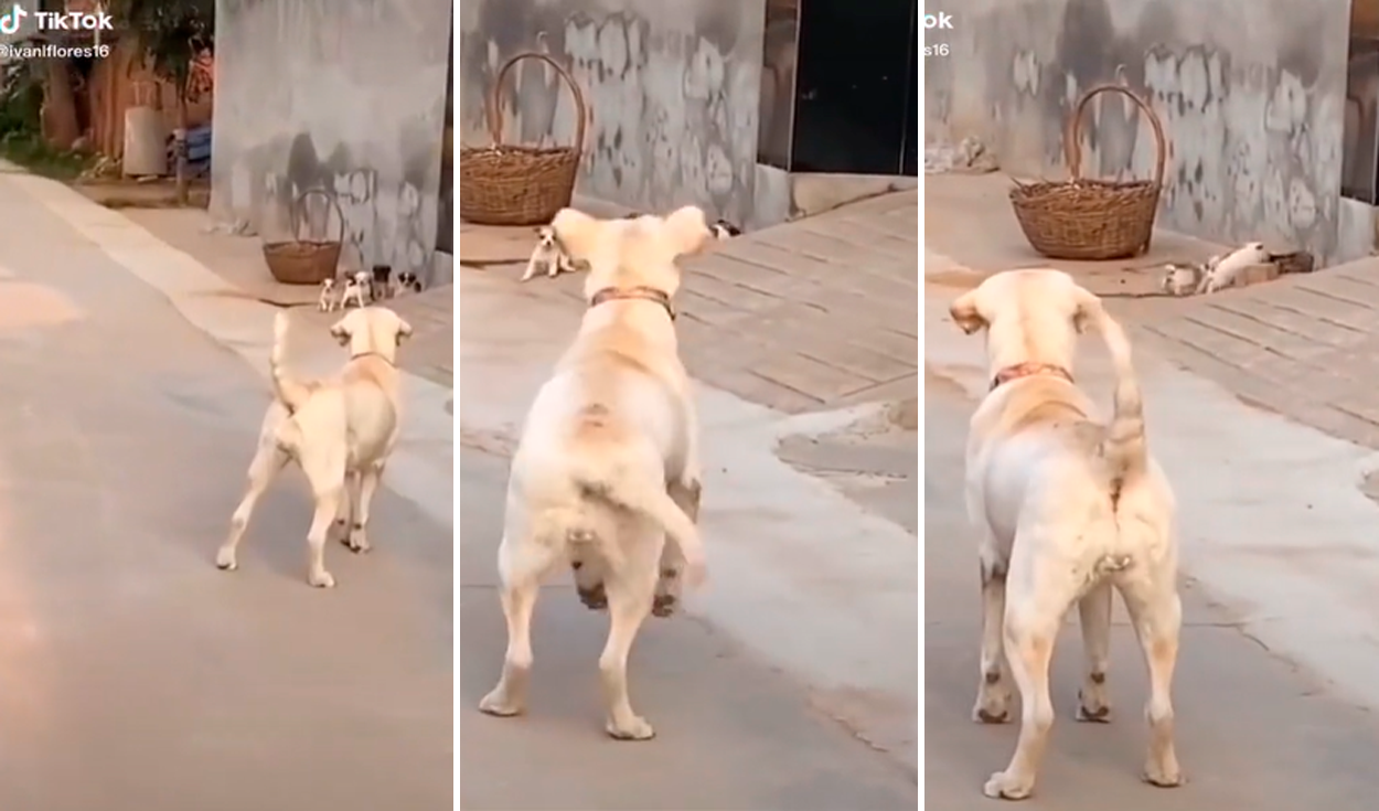 Viral: Cámara oculta captó las travesuras de tres perros en una