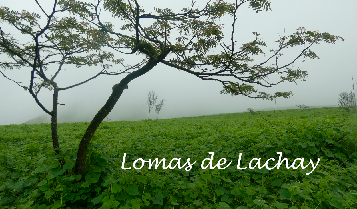 Lomas de Lachay se encuentra ubicado en el kilómetro 105 de la carretera Panamericana Norte, en la provincia de Huaura. Foto: La República / Sandy Carrión Cruz