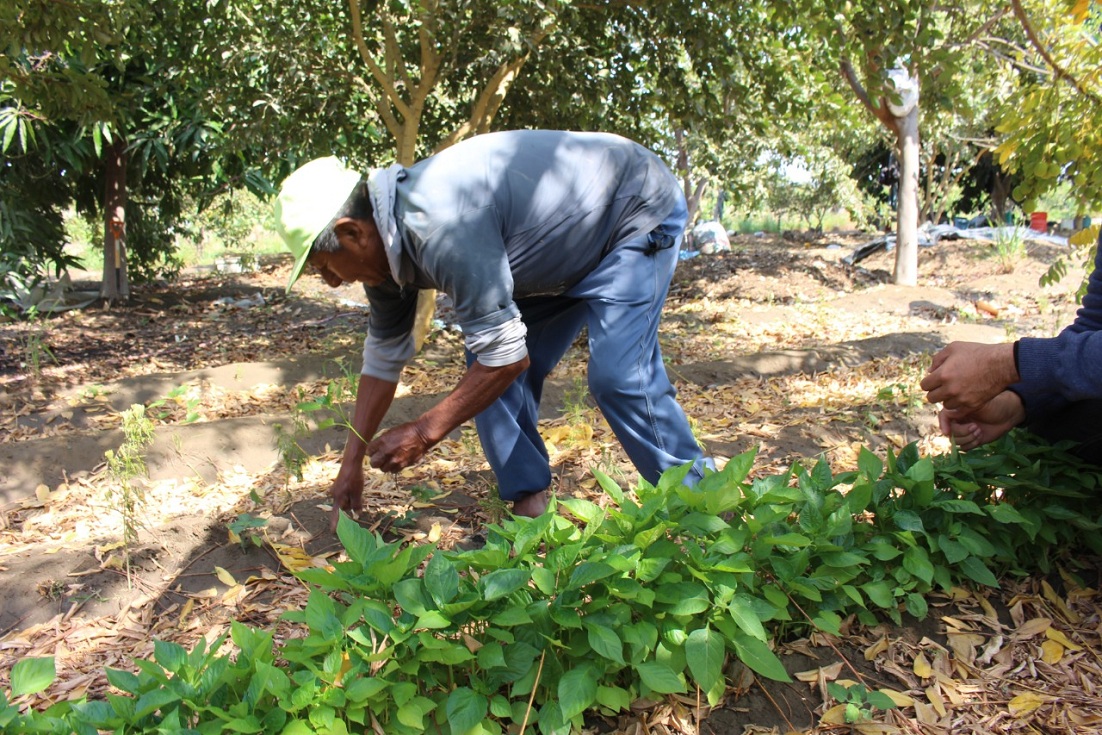 More than 115,000 farmers are dedicated to organic production