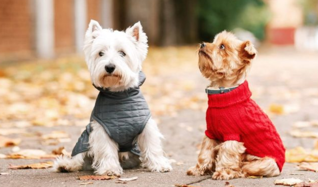 Los perros necesitan ropa en invierno? | mascotas | veterinaria |  curiosidades | Mascotas | La República
