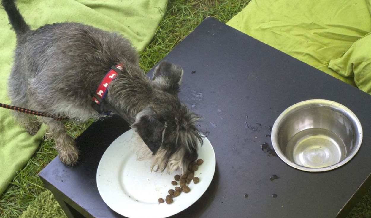 Conoce qué alimentos que consumen las mascotas pueden ser perjudiciales para ellos. Foto: AFP