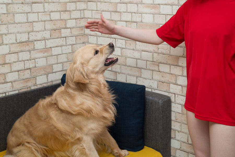 El veterinario experto explica que los perros responden a patrones para ladrar o no a una persona. Foto: Wamiz