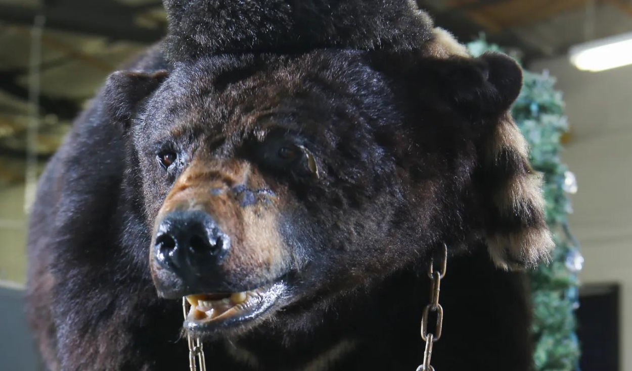 La historia del oso que ha dado pie a leyendas urbanas se hará película. Foto: Difusión/corrier journal