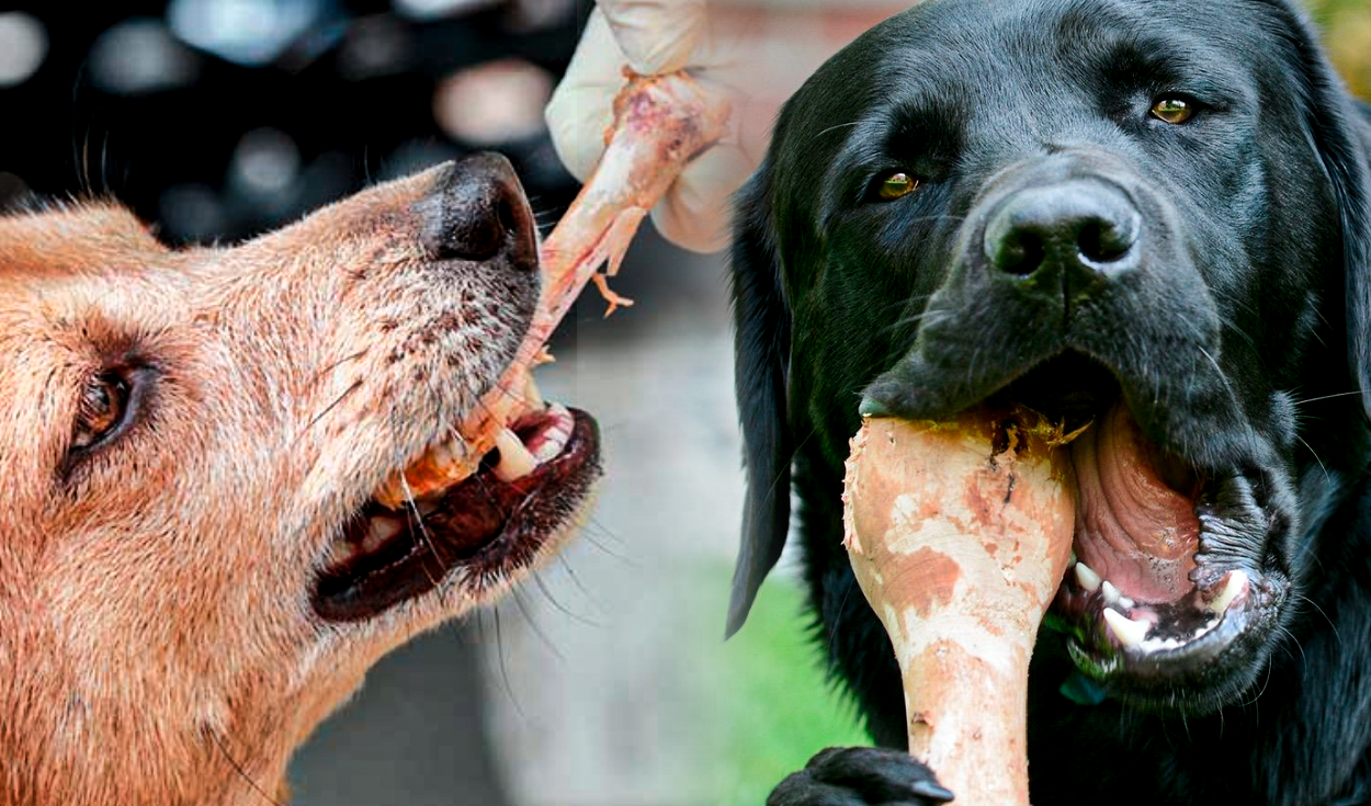 Por que no se le deberia dar de comer hueso a los perros? Conoce la  verdadera razón | Mascotas | La República