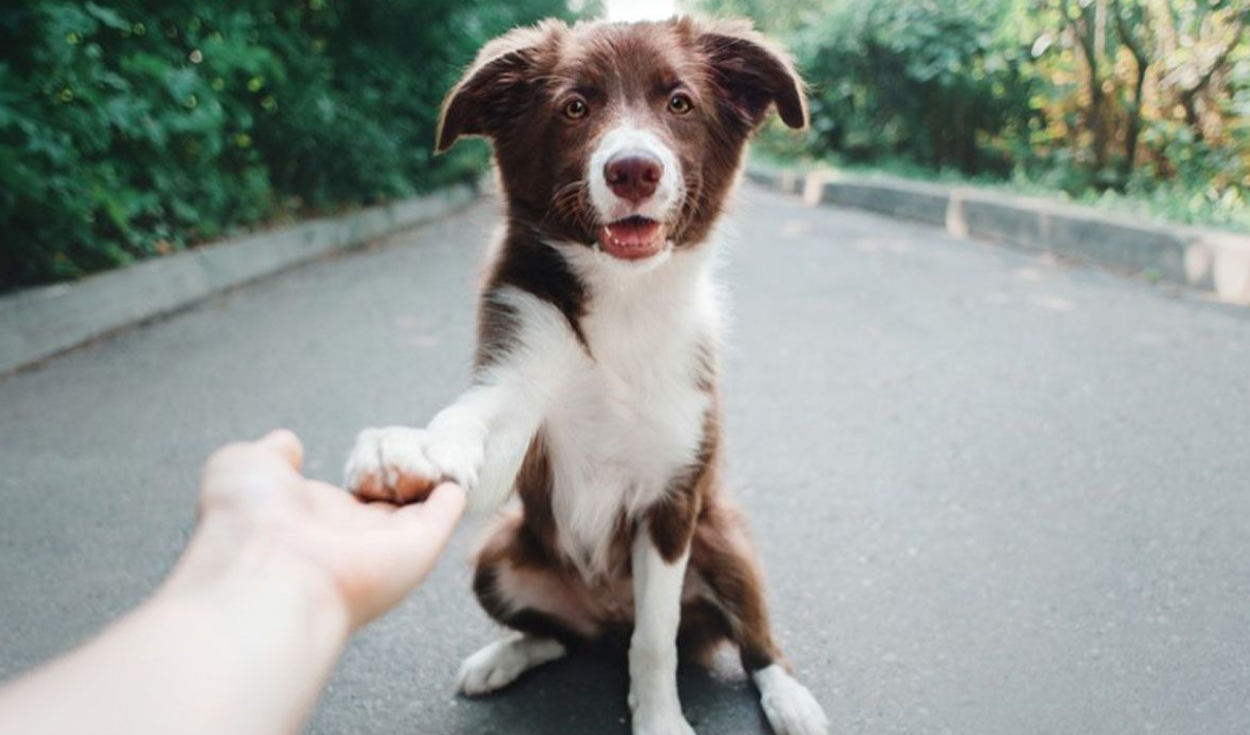 Consejos para que tu perro aprenda a dar la pata. Foto: Diario Uno