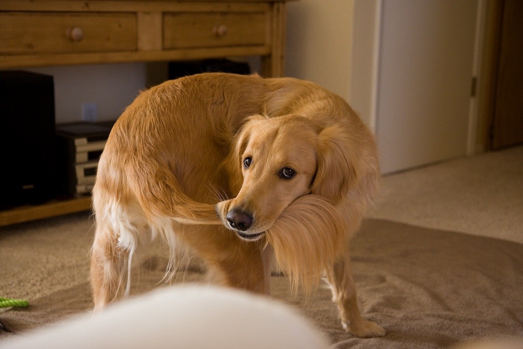 Cuando un perro persigue su cola de forma repetitiva, podría ser porque el can no está del todo cómodo. Foto: Blog Doghouser