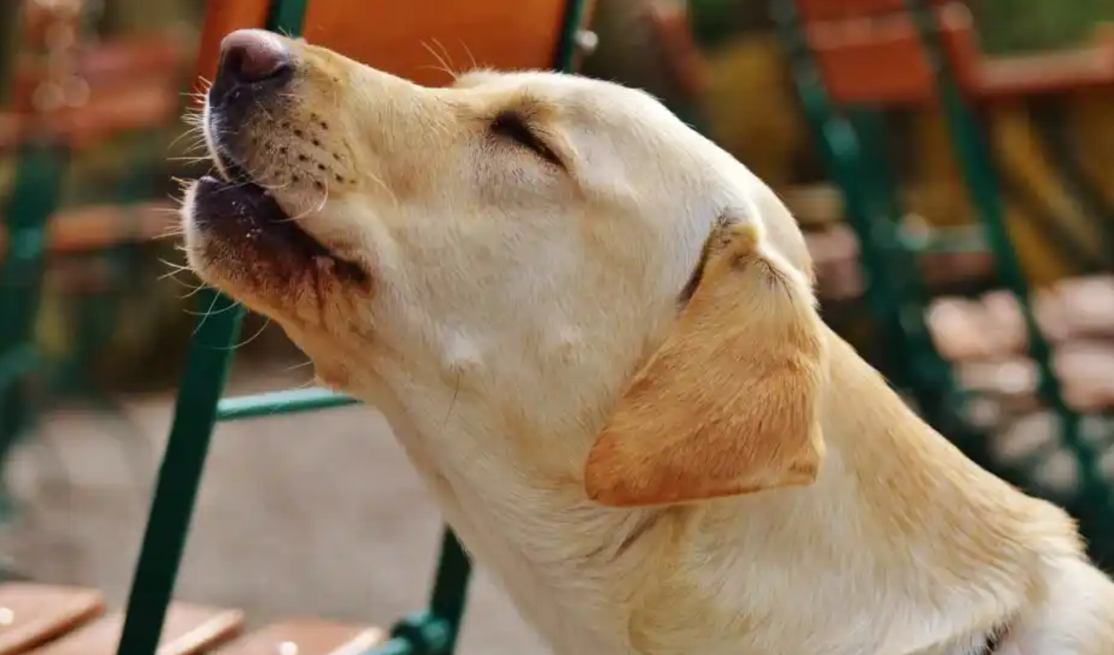 Además del ladrido, el aúllo de los perros es uno de los sonidos más usados por estas mascotas y esconde múltiples significados. Foto: Estatic