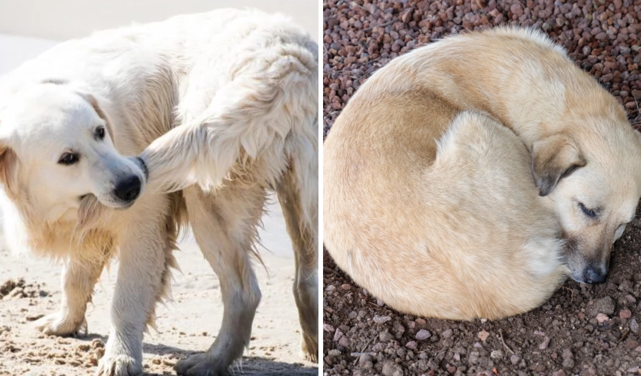 qué piensan los perros cuando aullamos