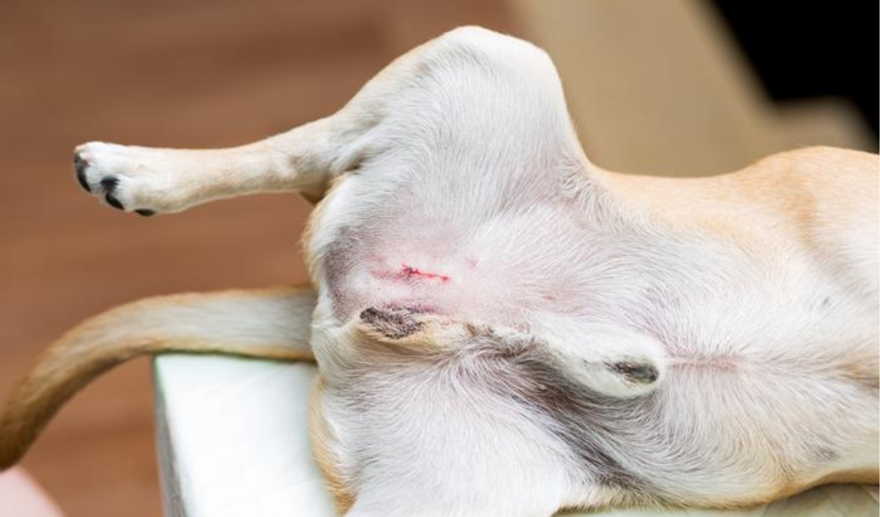 La etapa más ideal para esterilizar a una mascota es antes de que lleguen a la edad adulta. Foto: Experto animal