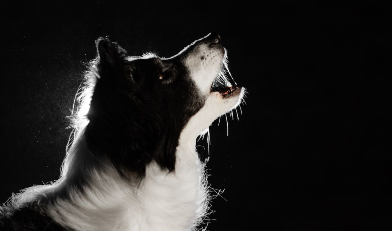 Los perros reaccionan a sonidos imperceptibles para el oído humano. Foto: Adobe stock