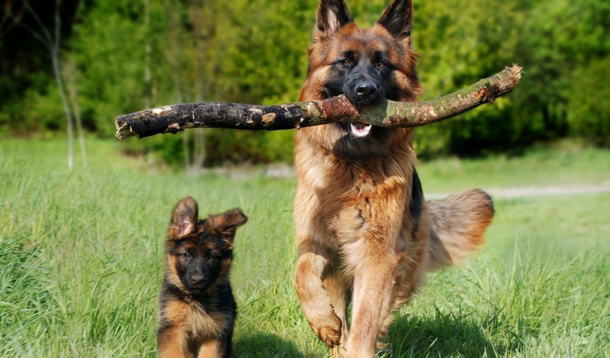 Los perros grandes suelen tener una esperanza de vida de entre 8 y 10 años. Foto: Pampermut