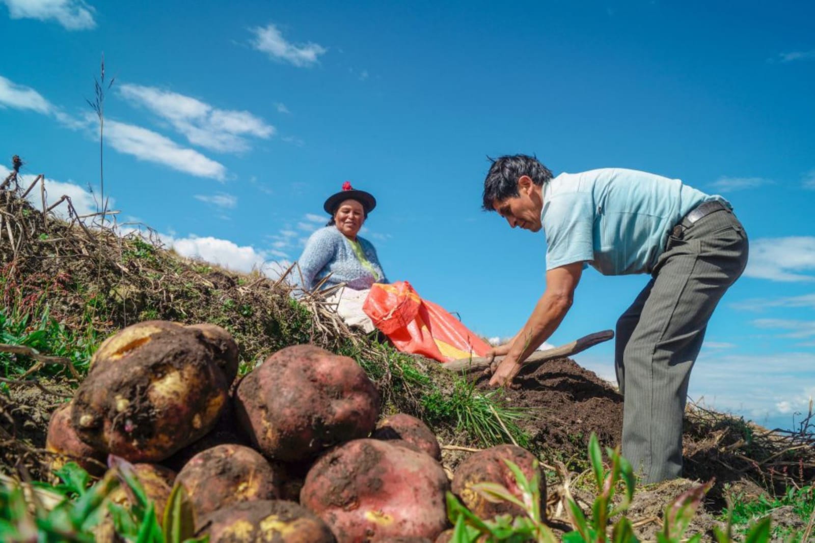 Fertiabono: more than 16,000 farmers have not yet received the economic subsidy
