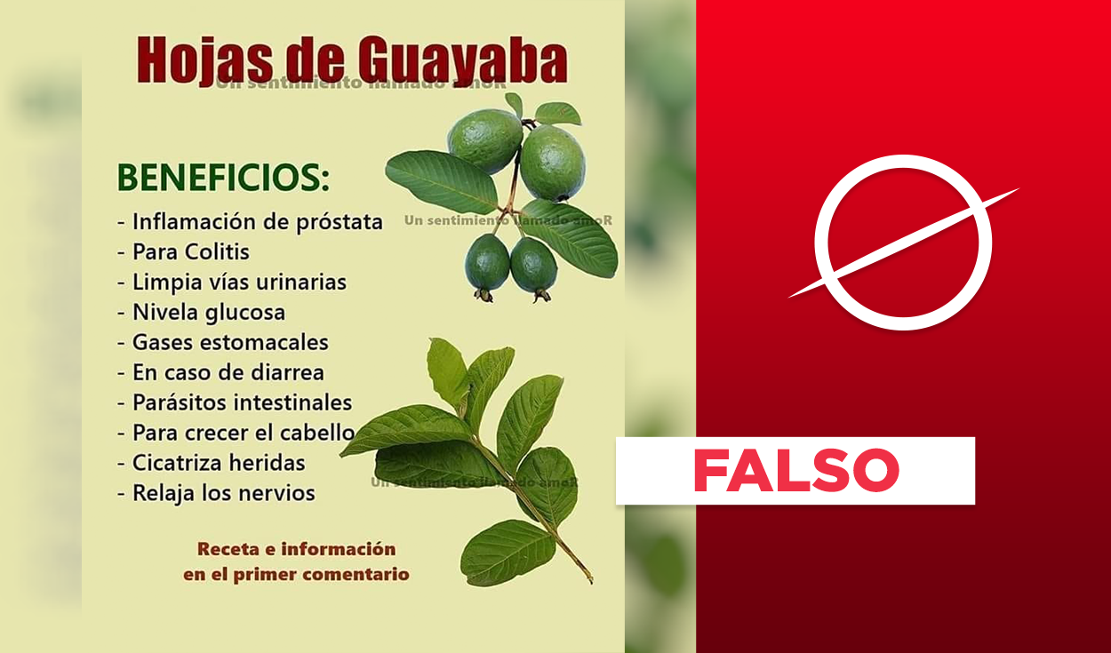 Esta publicación sobre las propiedades de la hoja de la guayaba contiene  información falsa