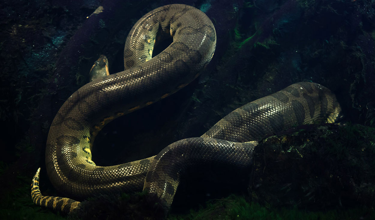Las anacondas son el género de las serpientes más grandes del mundo. Foto: Acuario Michin