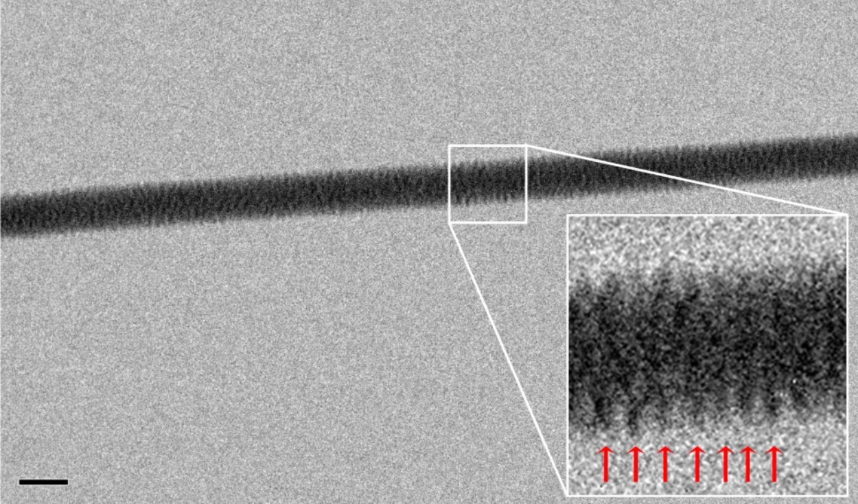 En esta fotografía miscroscópica, la línea más oscura es un conjunto de hebras de ADN. Foto: Enzo Di Fabrizi et. al (2012) / Nanoletters