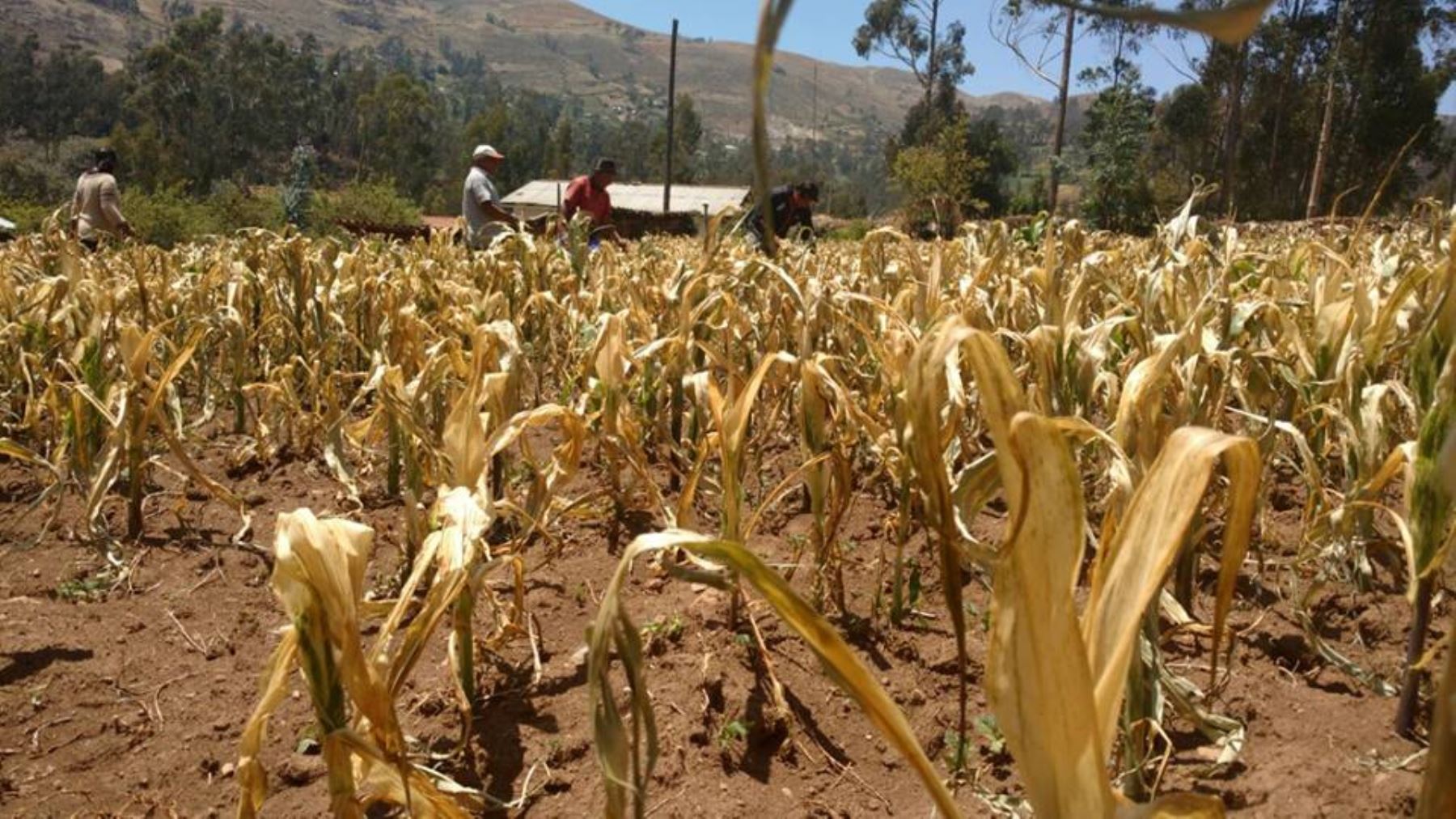 Droughts and floods cost Peru up to US$13.4 billion a year, according to the World Bank
