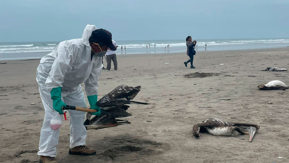 Decenas de aves marinas perdieron la vida a consecuencia de la influenza aviar H5. Foto Rosa Quincho/URPI-LR