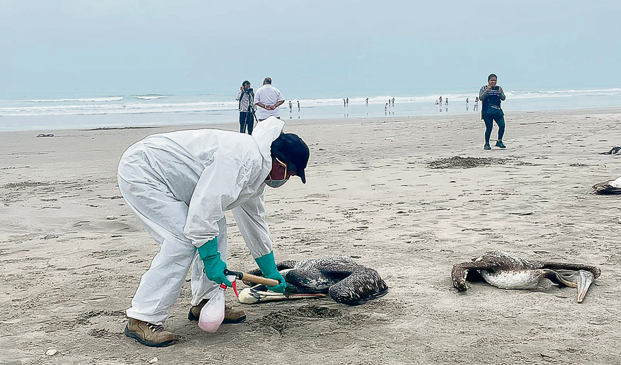 Pelícanos. Cientos de aves muertas fueron halladas ayer en playas de Chiclayo y Áncash. Foto: difusión