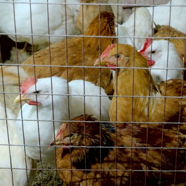Casos de gripe aviar en aves domésticas en Lambayeque. Foto: referencial/65ymás.com