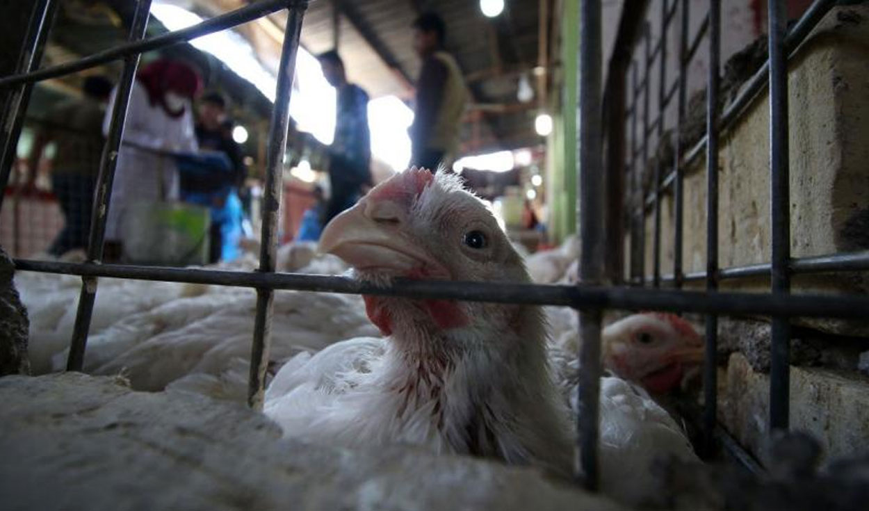 La influenza aviar H5N1 es altamente letal en especies domésticas. Foto: AFP