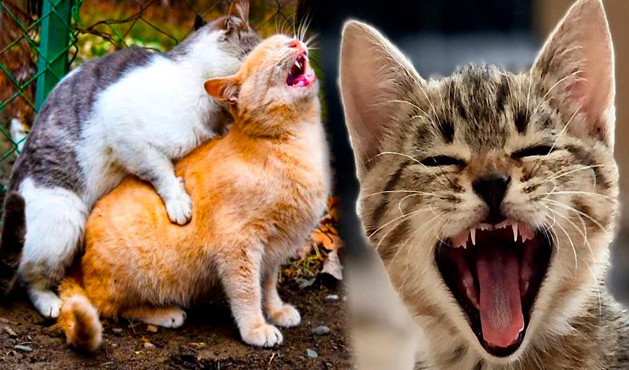 Los gatos poseen algunas características únicas que resultan llamativas para las personas. Foto: composición LR/ Pexels