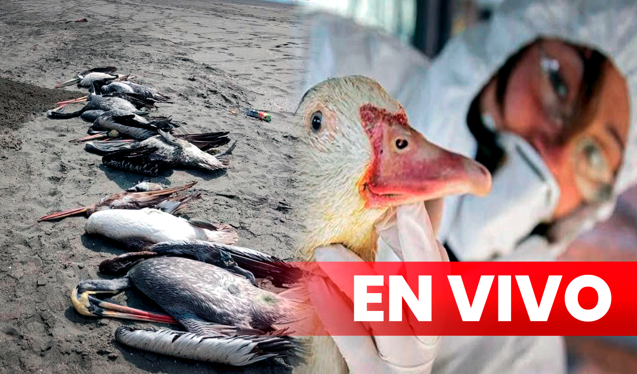 Conoce las últimas noticias sobre el brote de gripe aviar en el Perú. Foto: composición LR/AFP