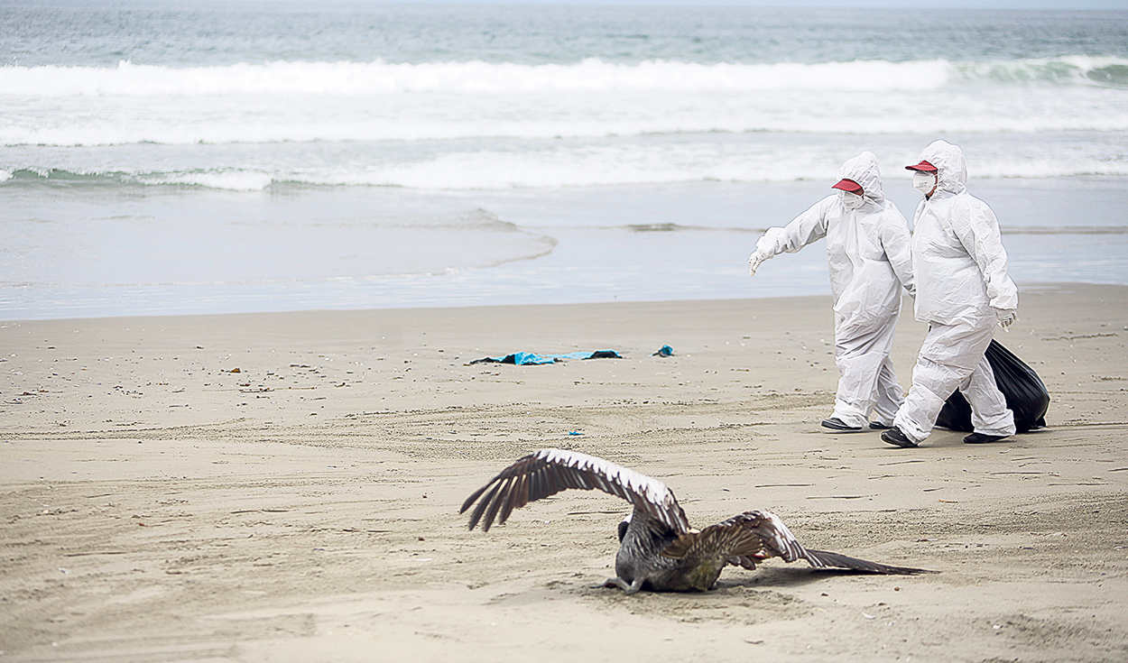Protocolo. Trabajadores ponen a aves muertas en bolsas y las entierran. Foto: Antonio Melgarejo/La República