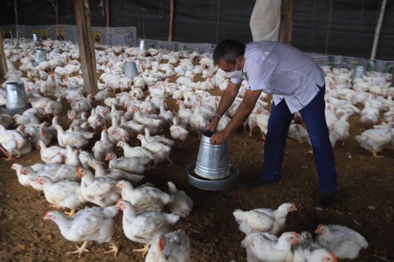 Hay dos casos confirmados de gripe en aves de traspatio en Lambayeque. Foto: Clinton Medina/La República