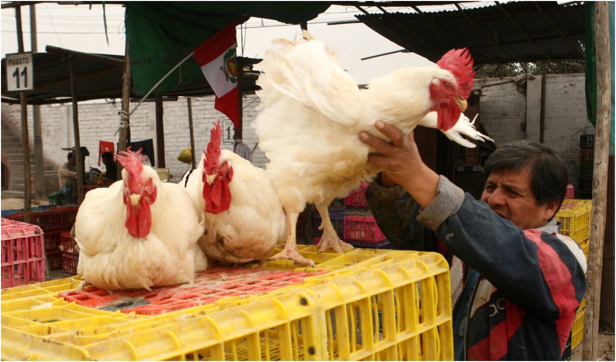 Asociación Peruana de Avicultura informó a la población sobre el consumo de pollo y huevos. Foto: Andina