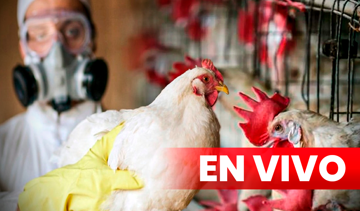 La Organización Mundial de la Salud indica que la gripe aviar es una enfermedad infecciosa que principalmente afecta a las aves y que es causada por un virus de la familia Orthomyxoviridae. Foto: composición LR/EFE