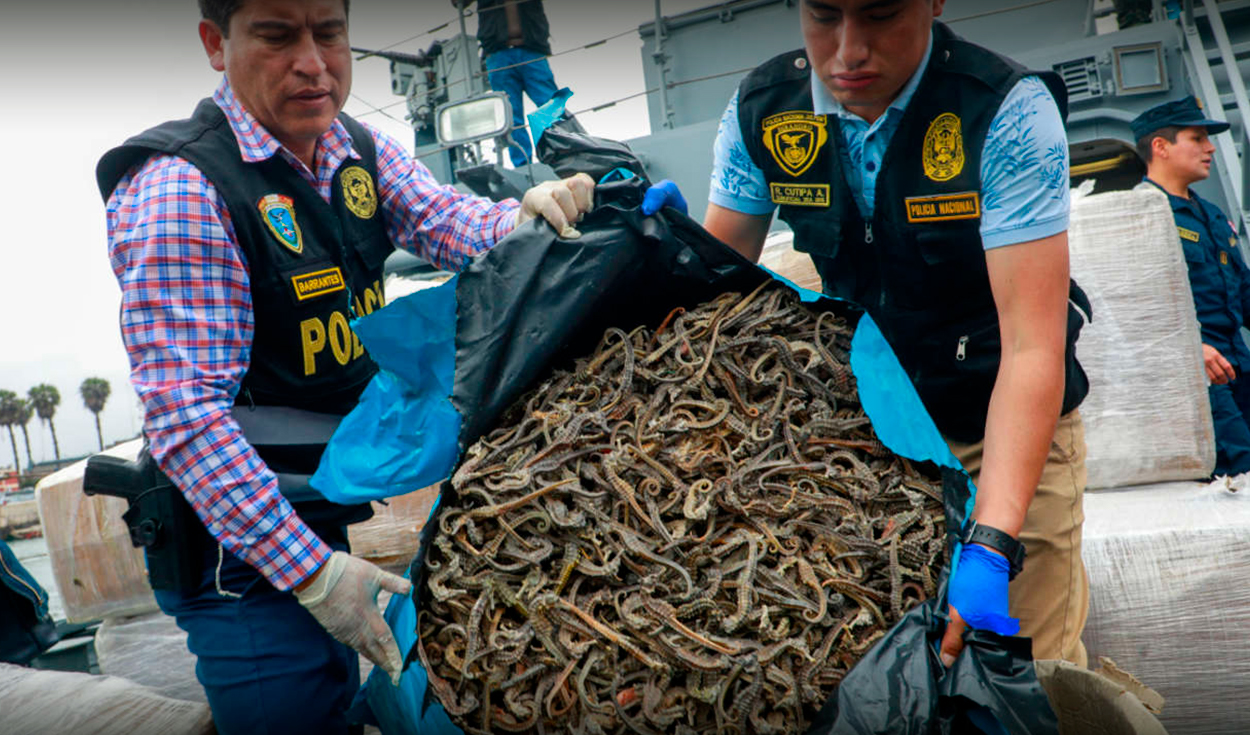 El tráfico de especies marinas avanza a falta de herramientas eficientes para combatir a las organizaciones criminales que se dedican a este negocio ilícito. Foto: difusión