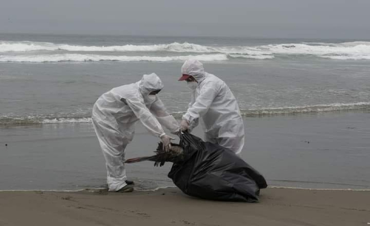 Retiran a pelícanos muertos de las playas de Tumbes. Foto: La República.