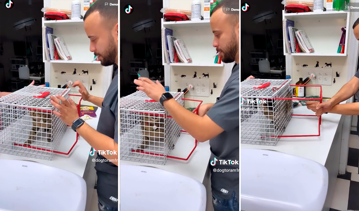 Dueños de mascotas aplaudieron la forma tan rápida en que coloca las vacunas a los gatos. Foto: composición de LR/ captura de TikTok/@Dogtoram1r