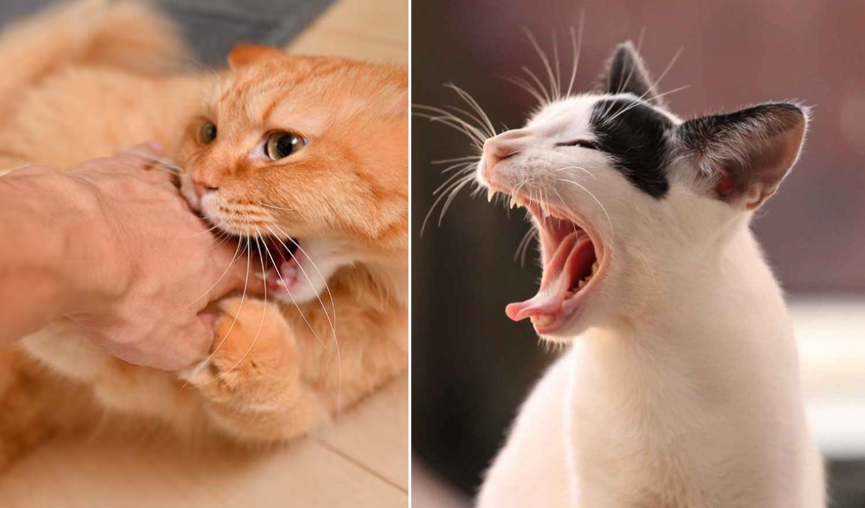 Conoce los motivos por los que los gatos muerden incluso cuando los acaricias. Foto: composición LR/Experto Animal