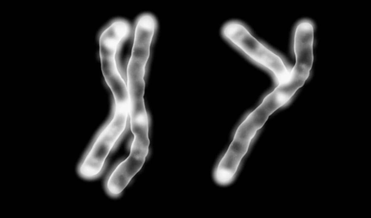 Los hombres y las mujeres compartimos 22 pares de cromosomas. Sin embargo el par número 23 es diferente: las mujeres tienen dos cromosomas X y los hombres uno X y Y. Foto: Science Photo Library