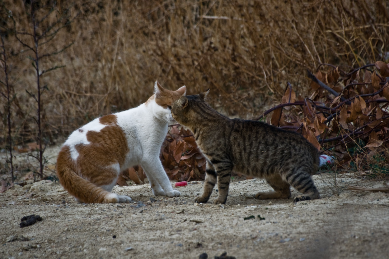 how-do-i-know-if-my-cats-are-playing-or-fighting-american-journal