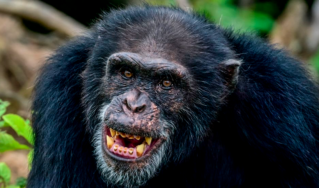 frodo-the-chimpanzee-who-kidnapped-a-one-year-old-girl-killed-her-and