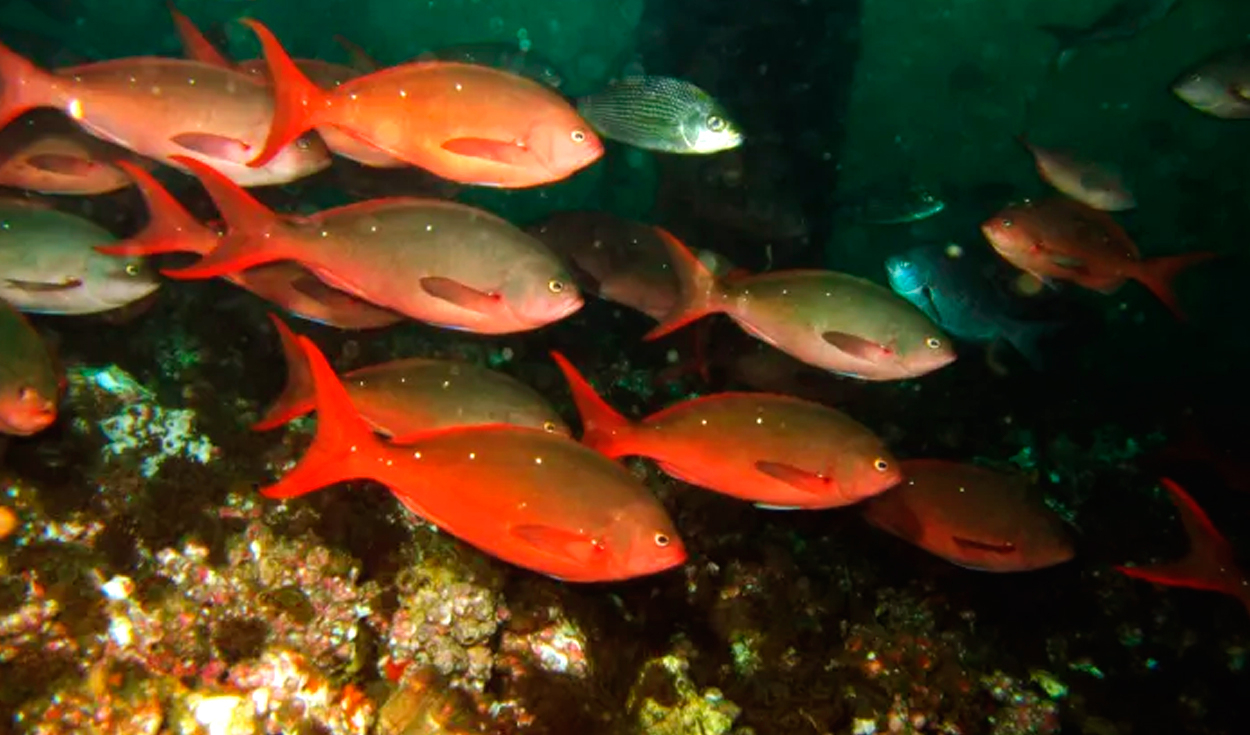 Piura: request to modify order to remove oil platform to protect artificial reef